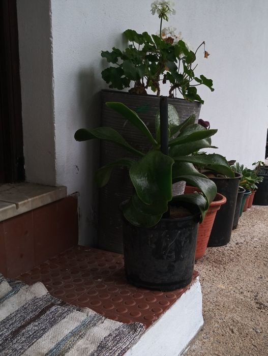 Catos de várias qualidades e vários preço