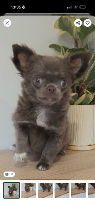 Długowłosa suczka rasy chihuahua w kolorze liliowym.