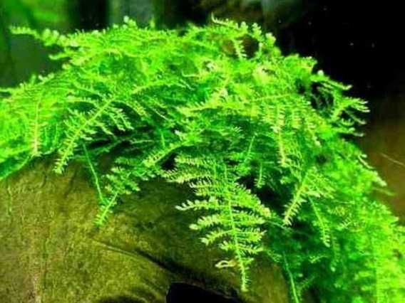 Musgo Christmas Moss – Planta aquática
