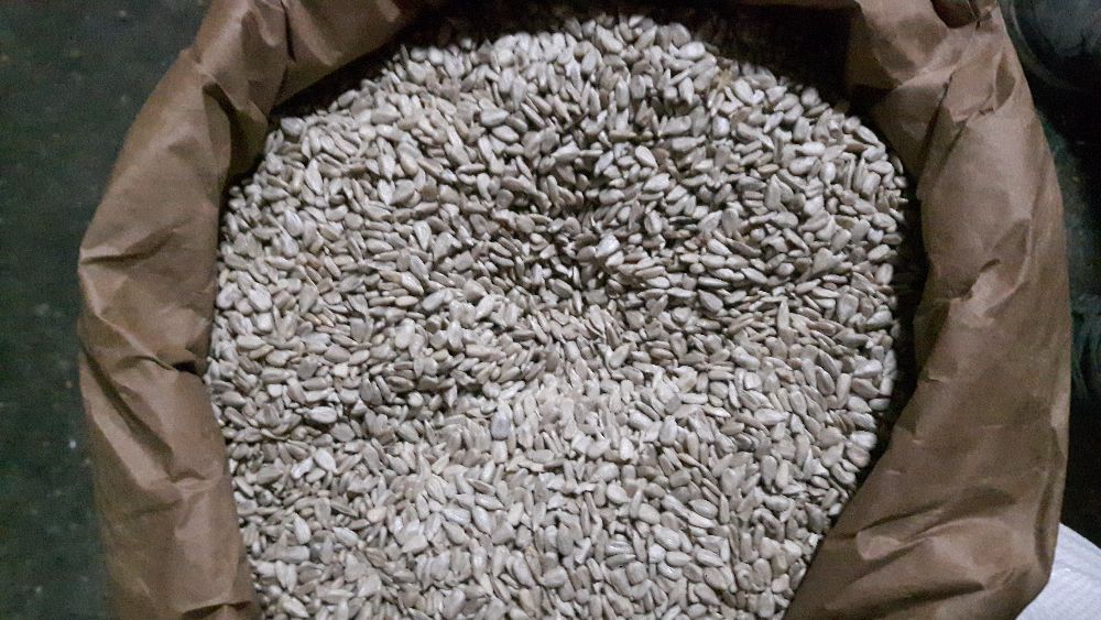 Słonecznik łuskany 25Kg NA OLEJ wysyłka GRATIS
