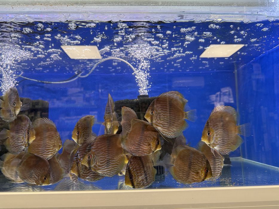 Discus heckel 10-12cm WF/F0 ODŁÓW