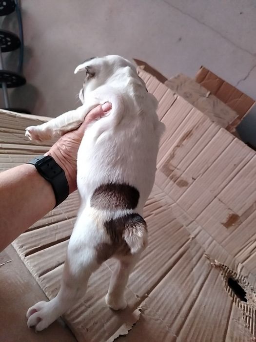 Lindíssima buldogue francês