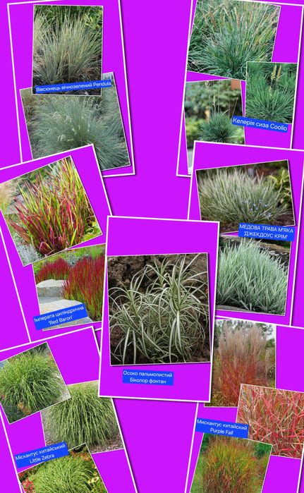 Багаторічні сортові декоративні злаки трави для саду