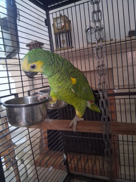 Papagaio amazonas aestiva macho