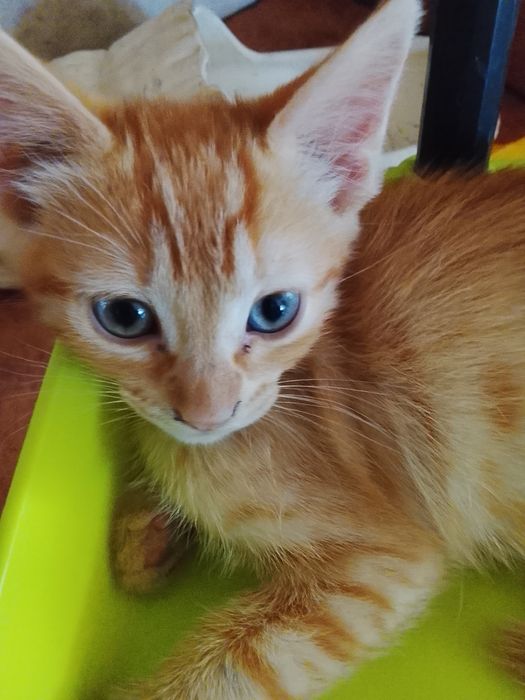 Gatinha laranja de olhos azuis