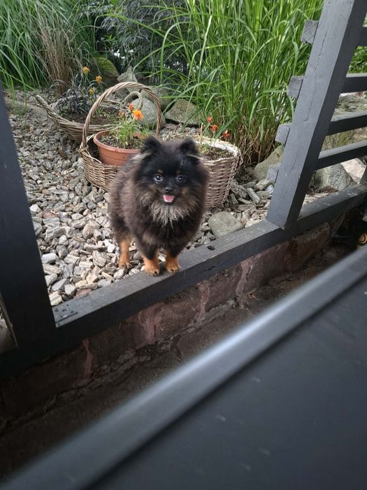 Szpic miniaturowy pomeranian piesek