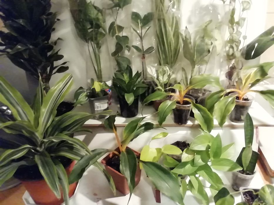 Продаю  долларовое дерево и др комнатные растения.