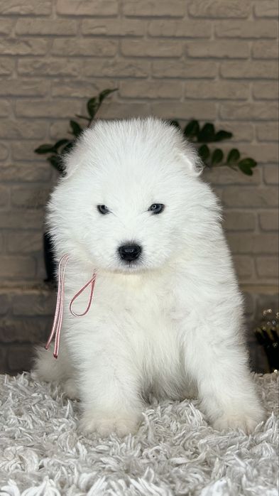 Samoyed/Самоїд дівчинка