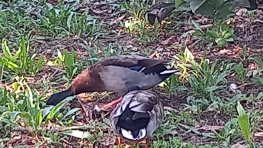 Perus, Patos Brancos, Patos Reais, Patos mudos, casais de garnisos