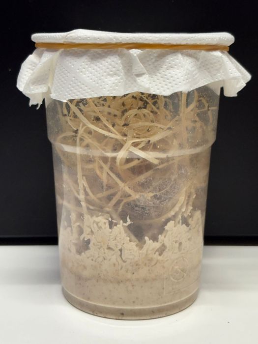 Mosca da fruta DROSOPHILA