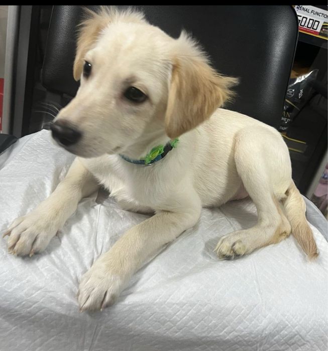 Щенок мальчик отдаем бесплатно в добрые  руки