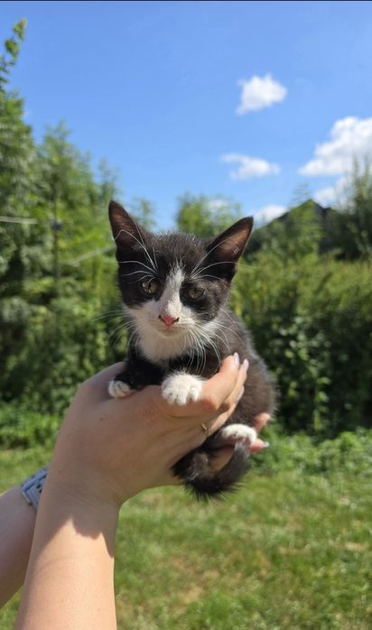 Do oddania kot urodzony 17.06