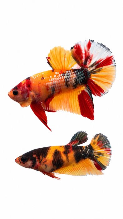 Diversidade de Bettas importados