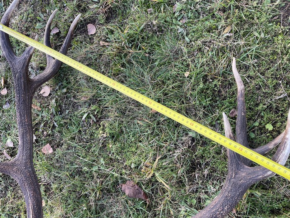 Trofeum wieniec jelenia 12-stak regularny poroże jeleń rogi nr 52