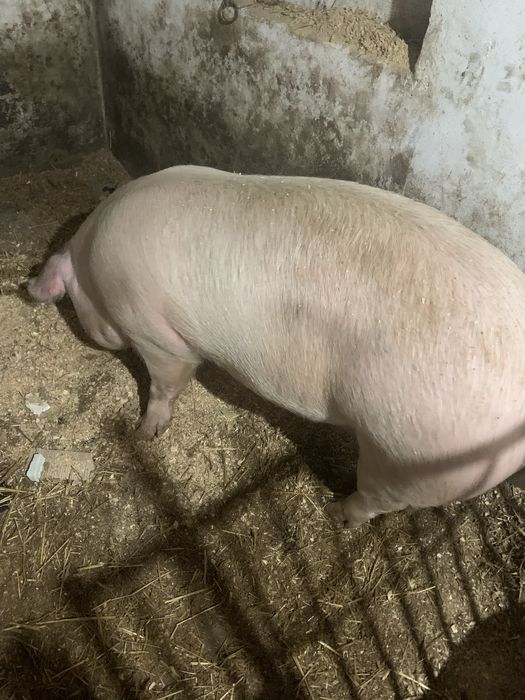 Продам кабанчика