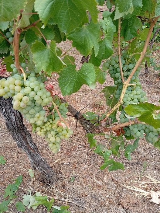 Uvas brancas e tintas