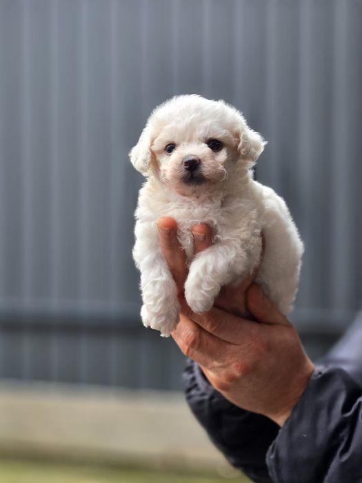 Бішон фрізе хлопчики