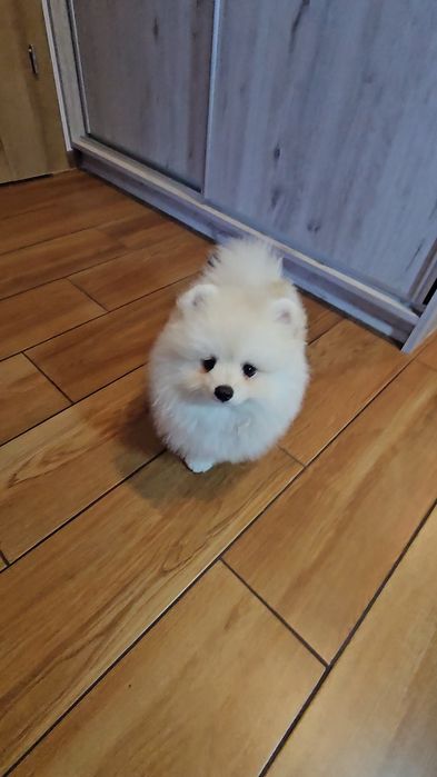 Piesek 3mc  pomeranian gotowy do odbioru