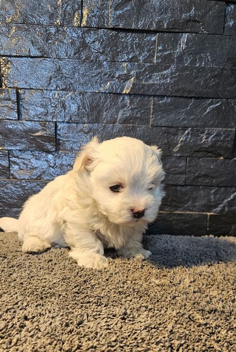 Bichon maltês espetacular