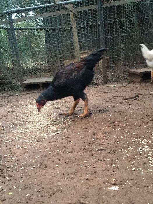 Frangos e galos cornish