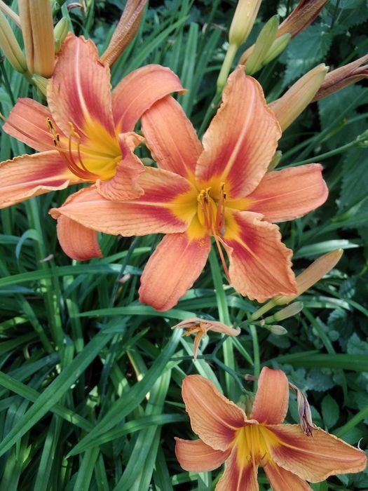 Лилейник оранжевый 1 саженец 30 грн.