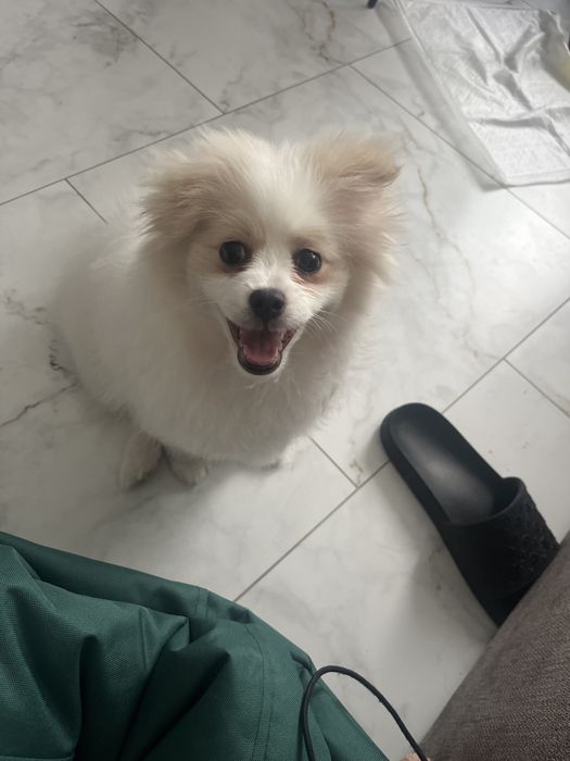 Отдам собаку померанский шпиц