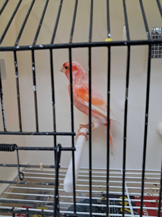 Canarios arlequim portugues