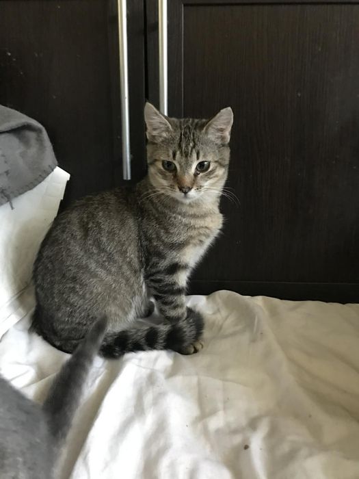 Кошеня. Кіт. Киця.