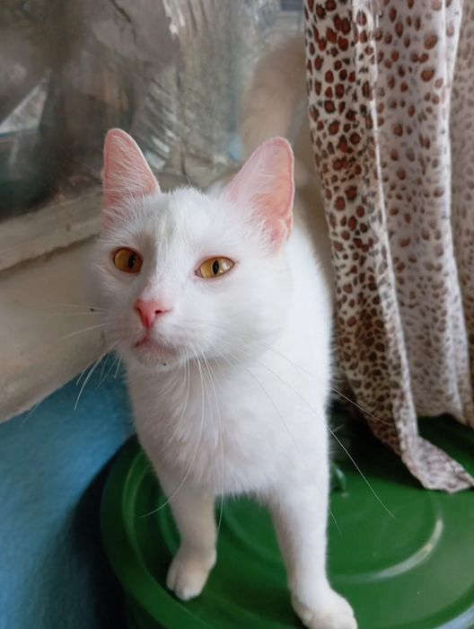 Отдам даром в добрые руки белого котика