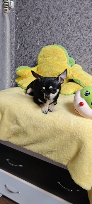 Девочка чихуахуа