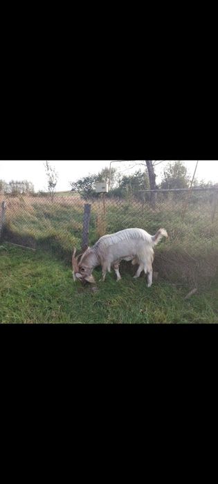 Продається гарний цапок