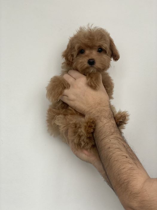 Мальтіпу ф1 від батьків Корея і Китай