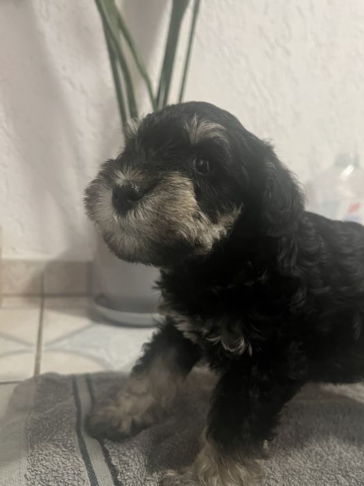 Sznaucerki miniaturki ZK w P FCI