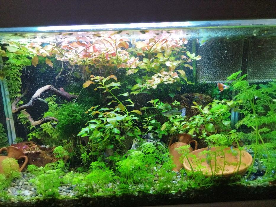 Vendo peixes Guppys e platys