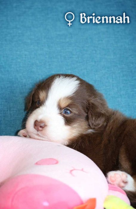 Miniaturowy Owczarek Amerykański - Dziewczynka