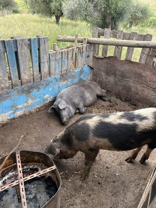 Casal de porcos