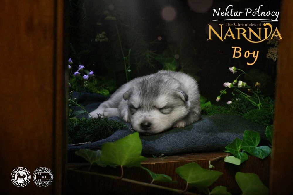 SIBERIAN HUSKY szczenięta rodowodowe ZKwP / FCI