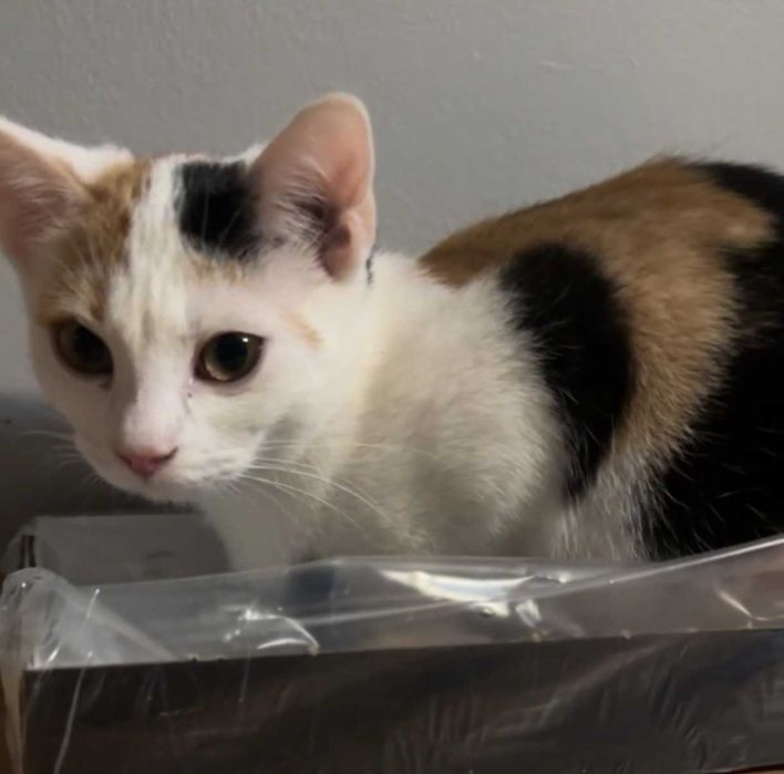 SISI – delikatna księżniczka szuka swojego spokojnego królestwa