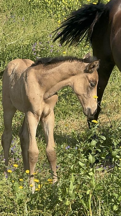 Éguas Lusitanas registadas  e pontuadas Ortigao Costa
