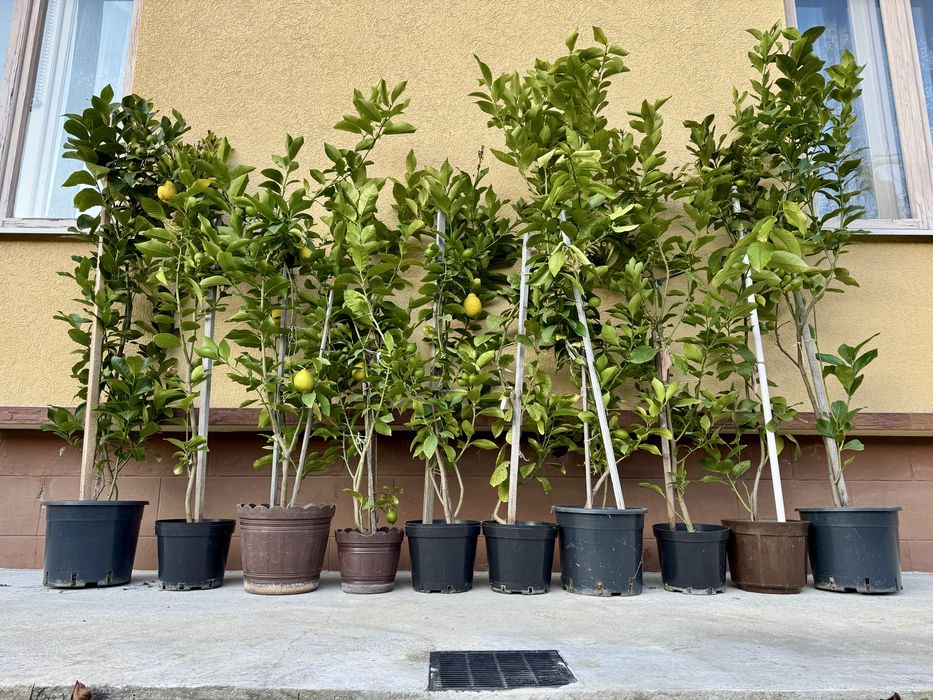 Лимонне сортове дерево Пондероза