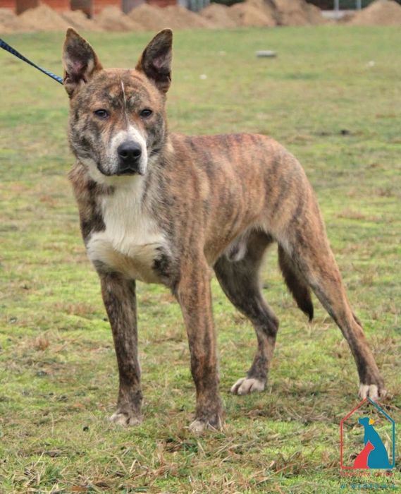 Nari 558/24 - SZUKA DOMU!