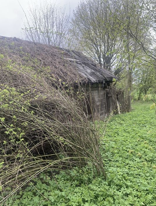 Działka siedlisko 0,5ha Kuraszewo kolo Hajnowki - Widok 4