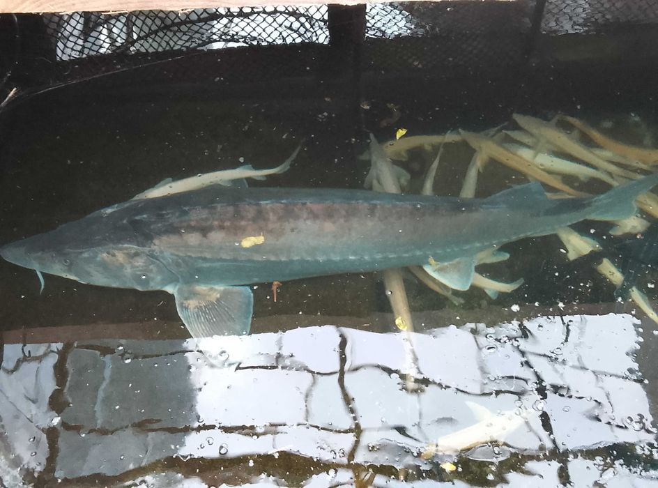 JESIOTR bieługa błękitna COLOSUS 180 cm – UNIKAT