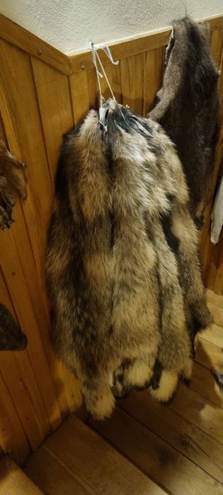 Skóra z jenota nowa