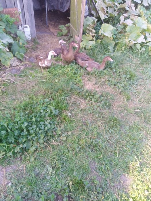 Продам качки породисті