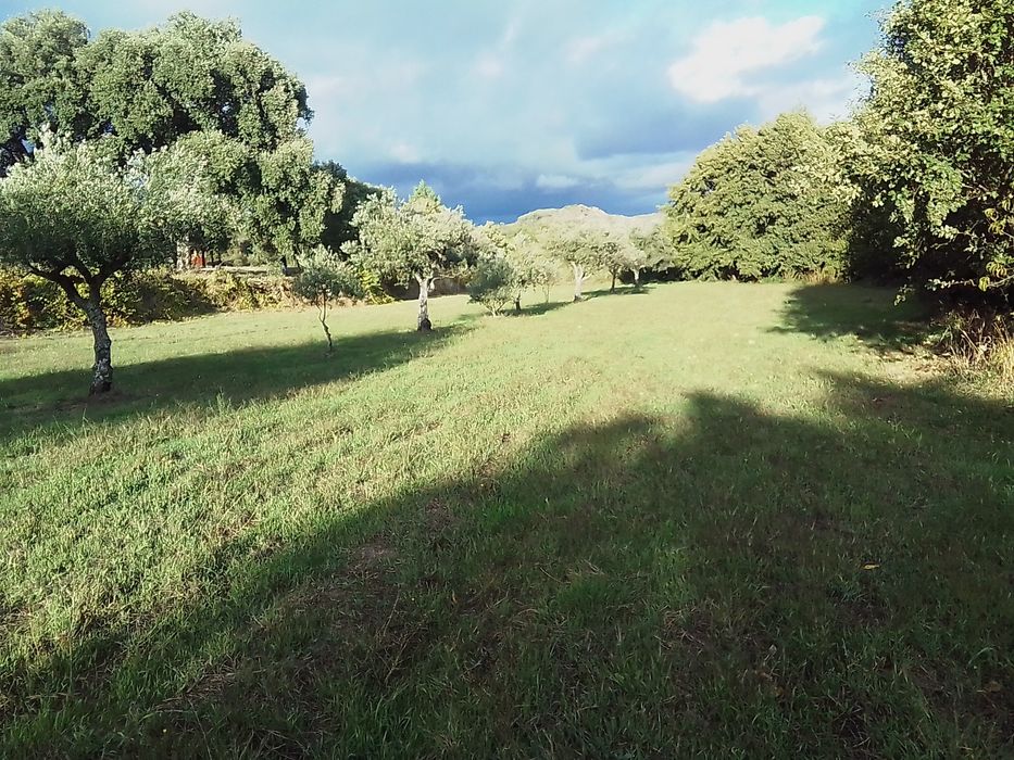 Terreno agrícola com Palheiro