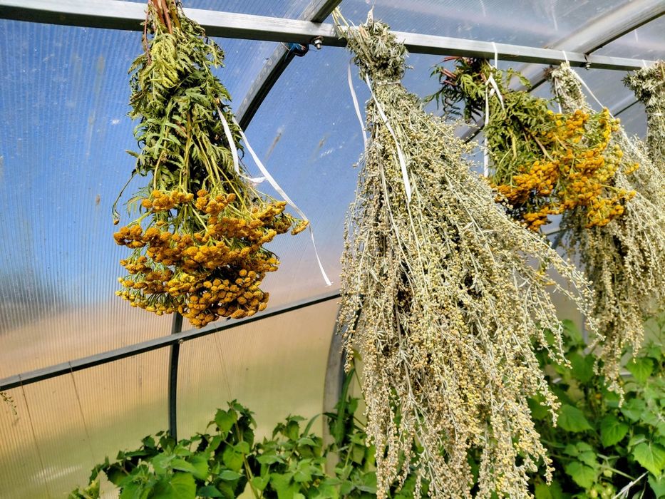 Kompletna Kuracja życia wg H.Clark.Pasożyty, pełne 2 miesiące