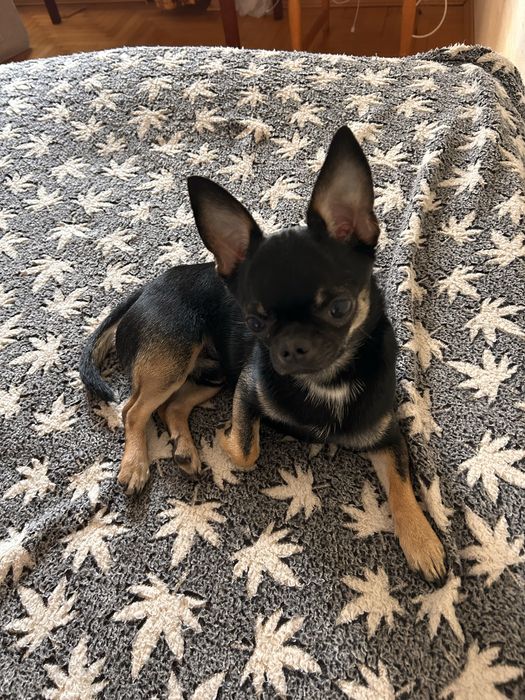 Вязка Чихуахуа молодий, енергійний, гарний