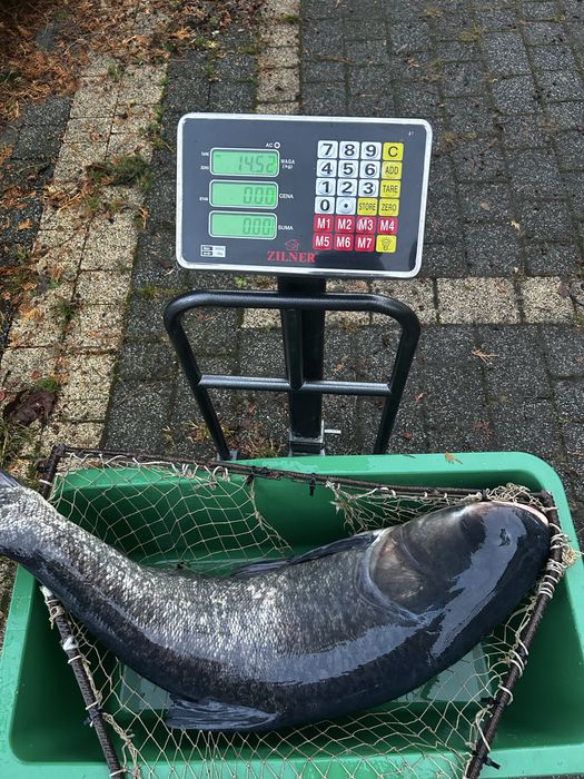 Sprzedam Ryby: Karpie, Amury, Tołpygi, Karasie, Szczupaki