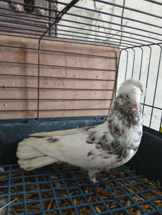 Gołębie ozdobne, sokół gdański